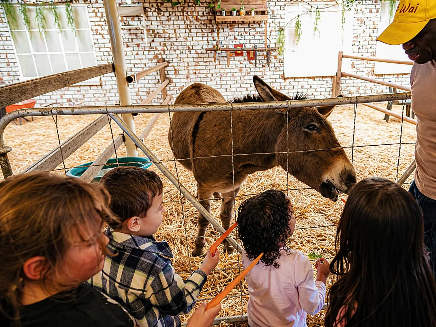 Donkeys at Lat Wai